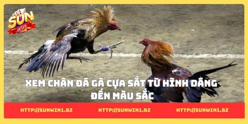 Xem chân đá gà cựa sắt&nbsp; từ hình dáng đến màu sắc